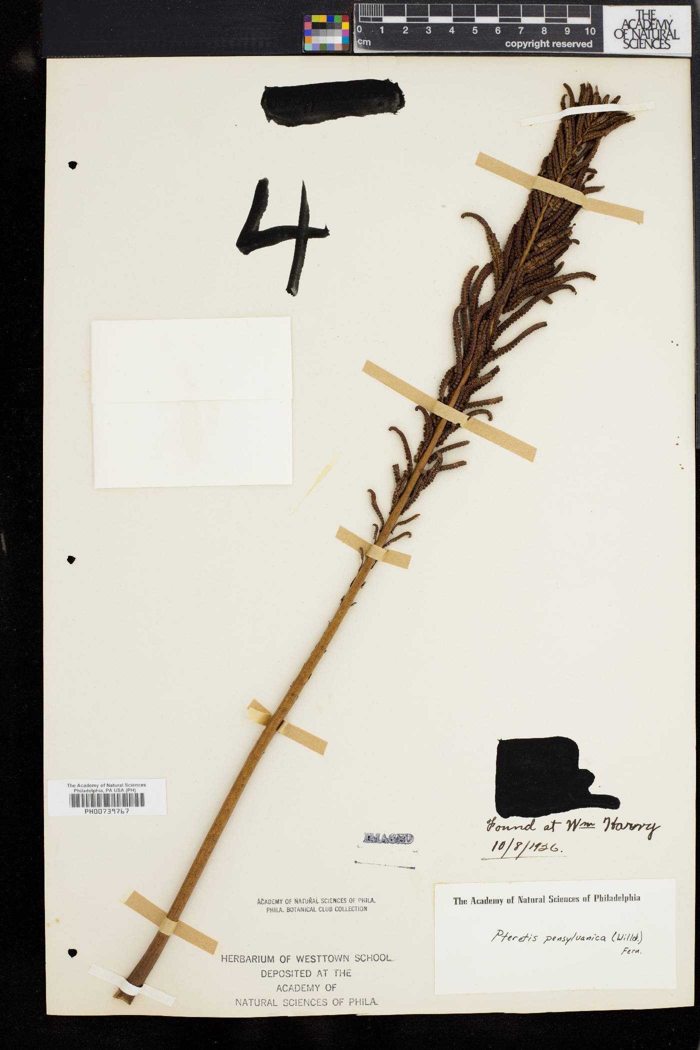 Pteretis pensylvanica image