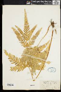 Pteris arguta image