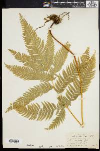 Pteris arguta image