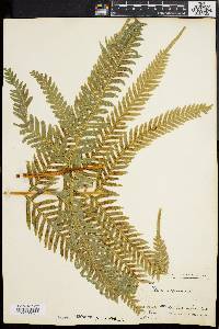 Pteris arguta image