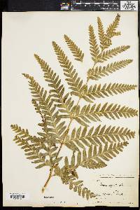 Pteris arguta image