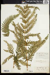 Pteris arguta image