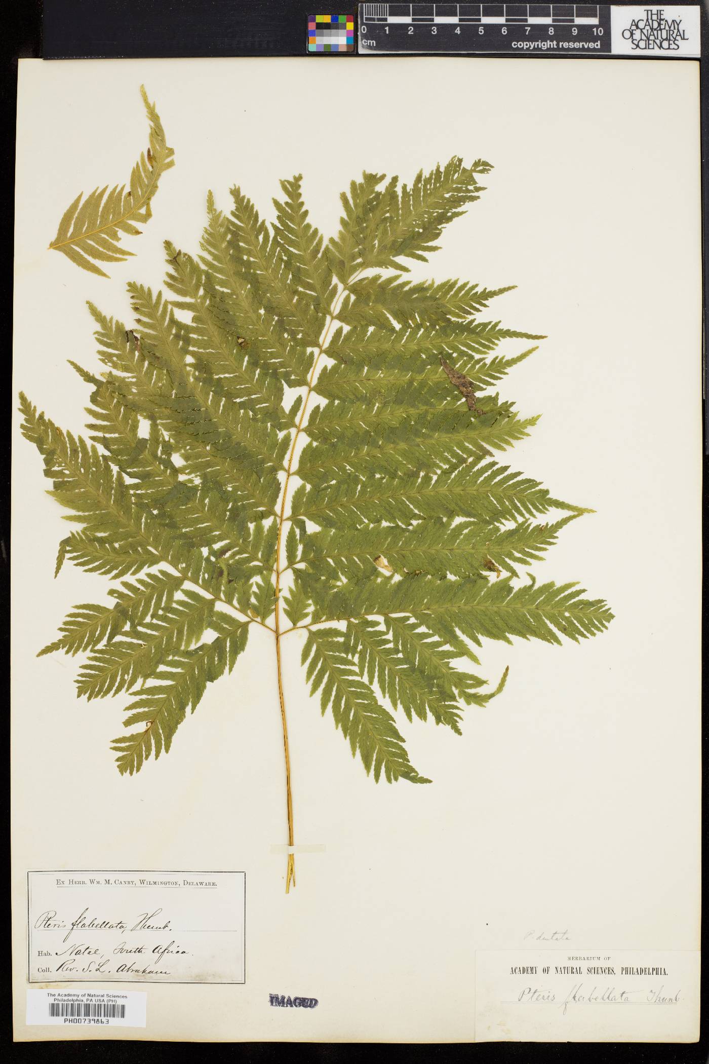 Pteris flabellata image