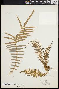 Pteris longifolia image