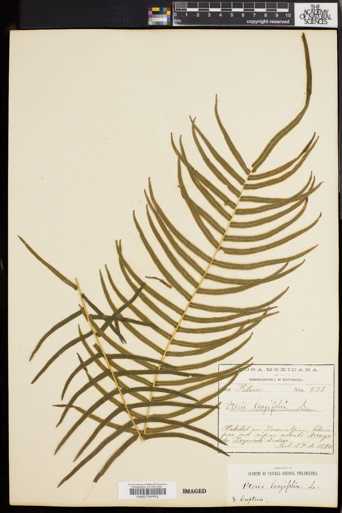 Pteris longifolia image
