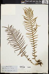 Pteris longifolia image