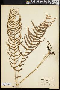 Pteris longifolia image