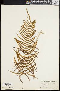 Pteris longifolia image