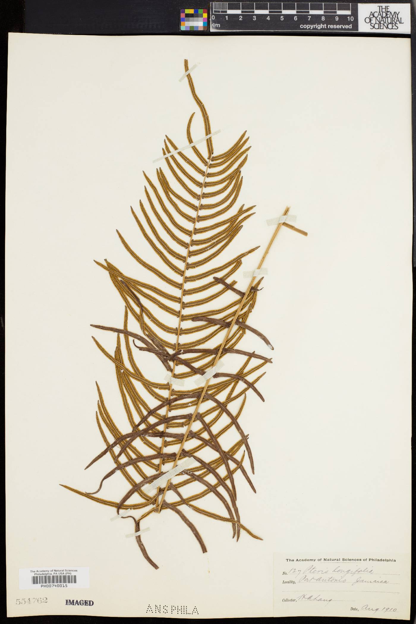 Pteris longifolia image