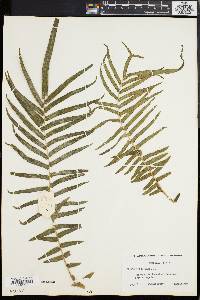 Pteris longifolia image