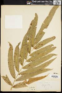 Pteris grandifolia image