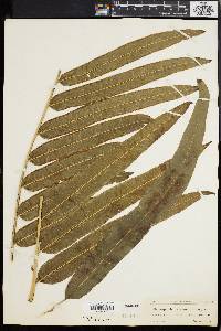 Pteris grandifolia image