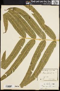 Pteris grandifolia image