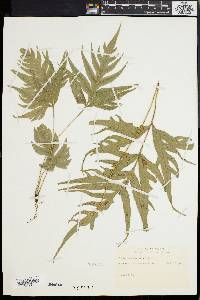 Pteris denticulata image