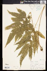 Pteris longipinna image