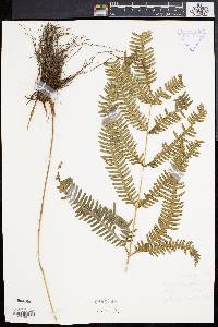 Pteris longipinna image