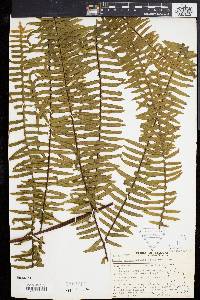 Pteris mertensioides image