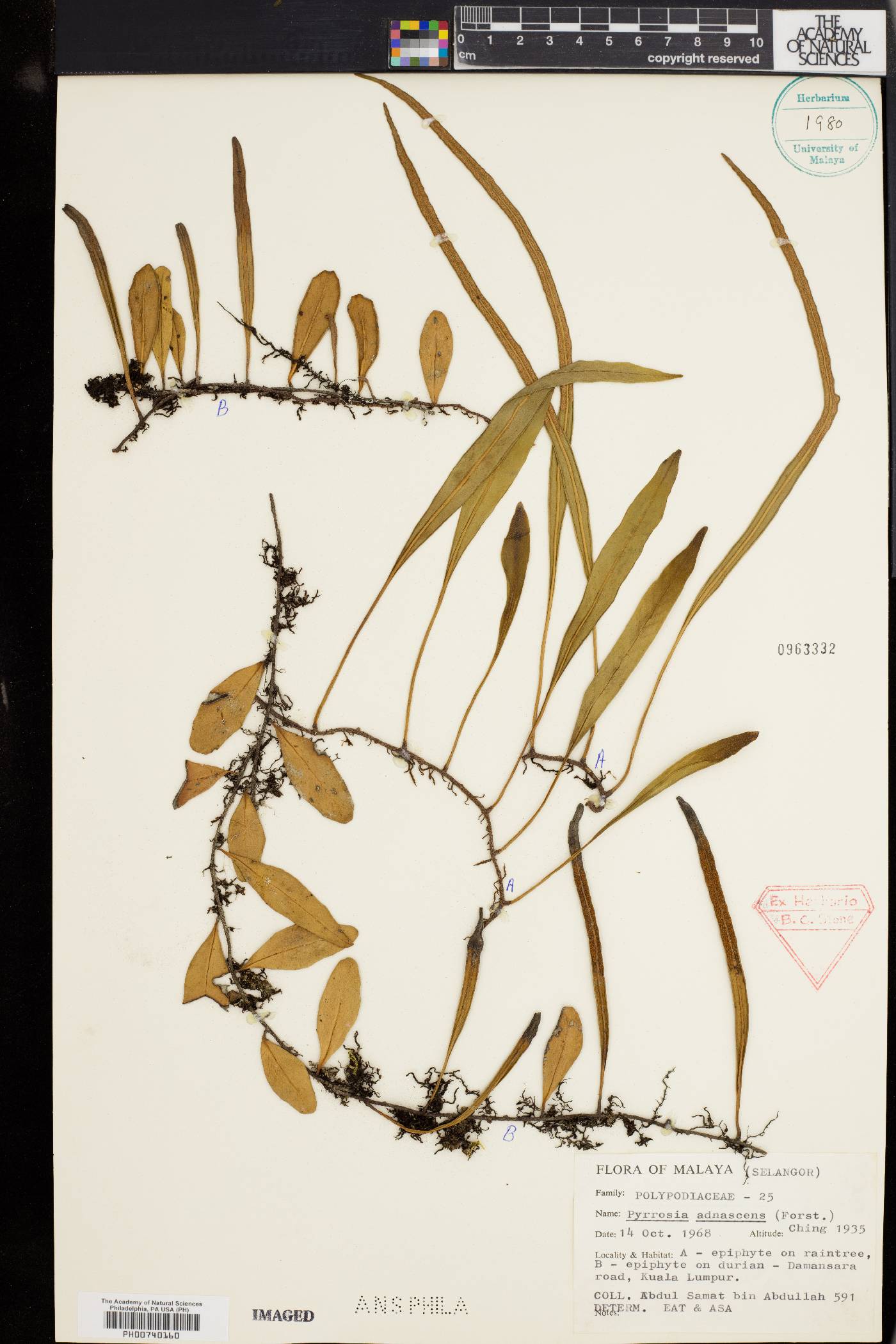 Pyrrosia adnascens image