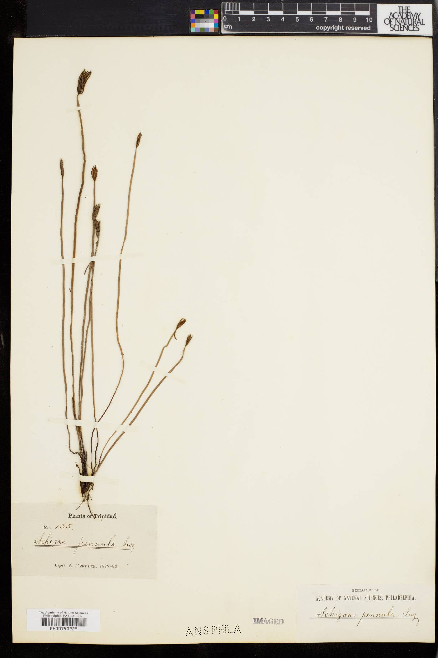 Schizaea image