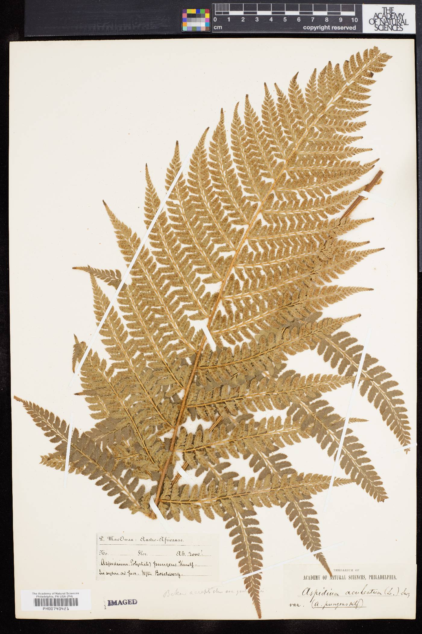 Aspidium pungens image