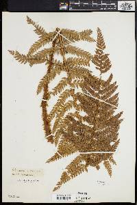 Polystichum squarrosum image