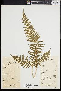 Polystichum tripteron image