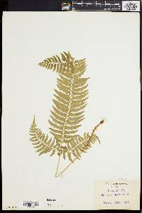 Polystichum tripteron image