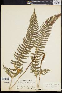 Polystichum tripteron image