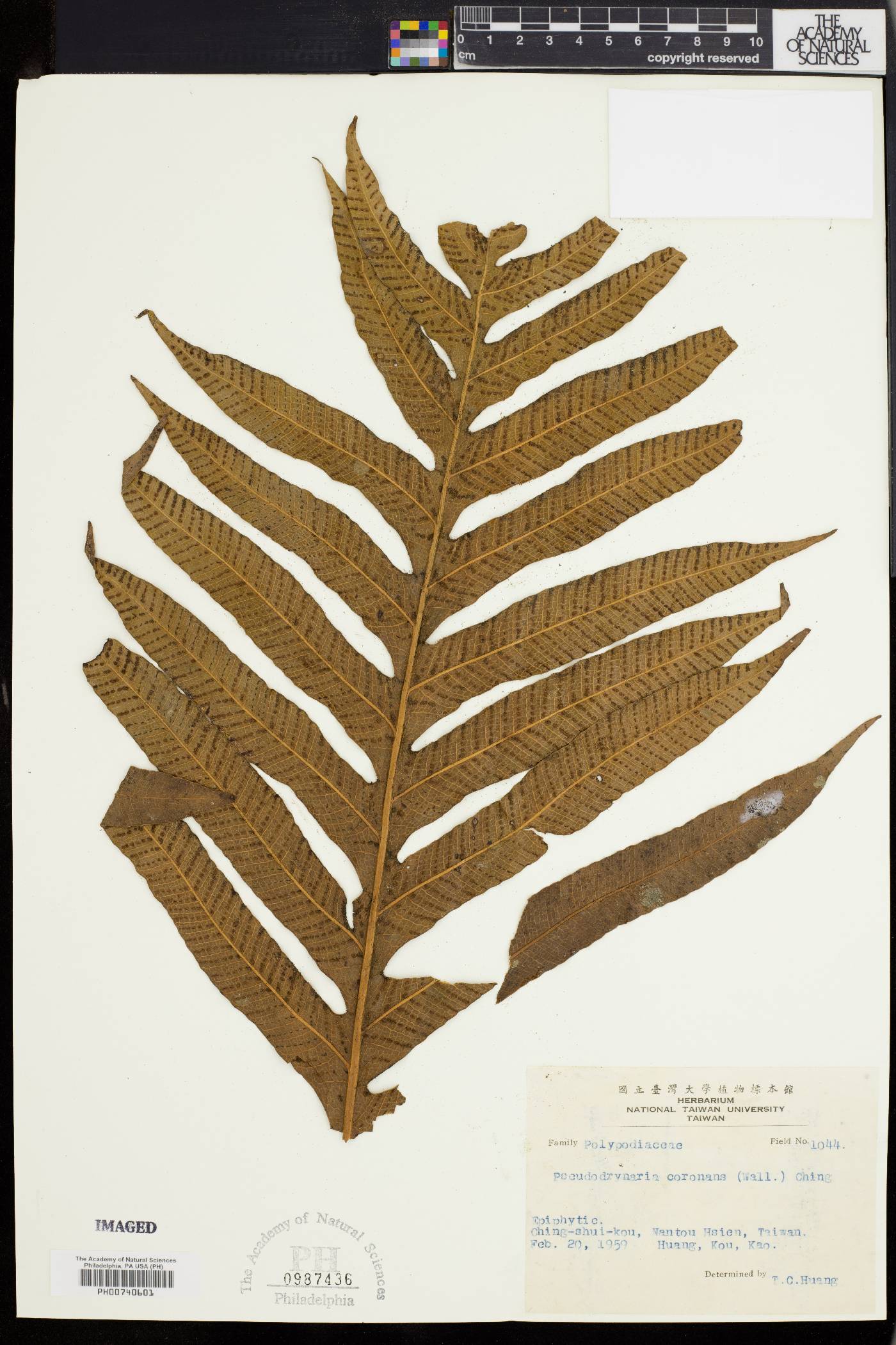 Pseudodrynaria image