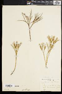 Psilotum nudum image