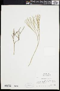 Psilotum nudum image