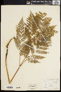 Pteridium aquilinum var. latiusculum image