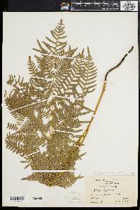 Pteridium aquilinum var. latiusculum image