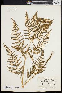 Pteridium aquilinum var. latiusculum image