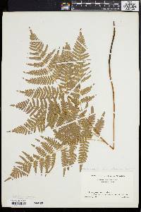 Pteridium aquilinum var. latiusculum image