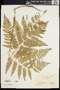 Pteridium aquilinum var. latiusculum image