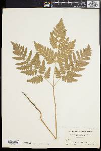 Pteridium aquilinum var. latiusculum image