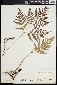 Pteridium aquilinum var. latiusculum image