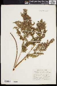 Pteridium aquilinum var. latiusculum image