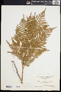 Pteridium aquilinum var. latiusculum image