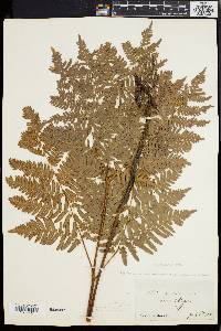 Pteridium aquilinum var. latiusculum image