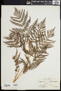 Pteridium aquilinum var. latiusculum image