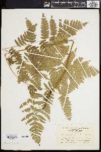 Pteridium aquilinum var. latiusculum image