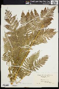 Pteridium aquilinum var. latiusculum image