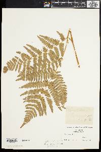 Pteridium aquilinum var. latiusculum image