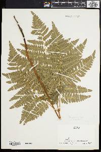 Pteridium aquilinum var. latiusculum image