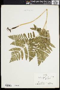 Pteridium aquilinum var. latiusculum image