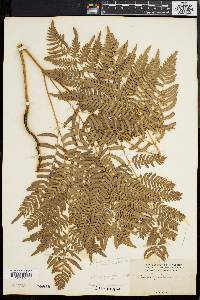 Pteridium aquilinum var. latiusculum image