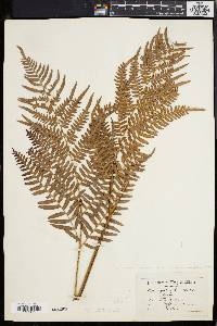 Pteridium aquilinum var. latiusculum image