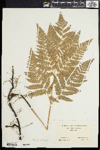 Pteridium aquilinum var. latiusculum image